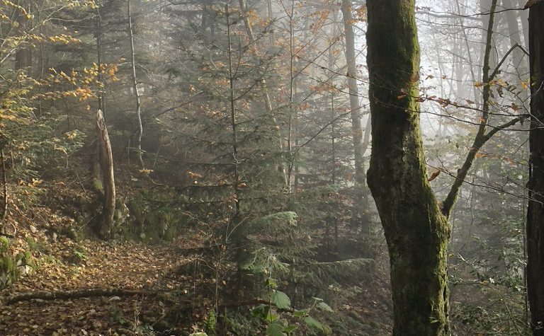 L&#8217;automne au Ménil Guebwiller 0