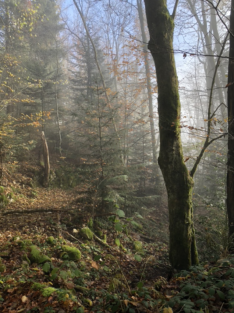L&#8217;automne au Ménil Guebwiller