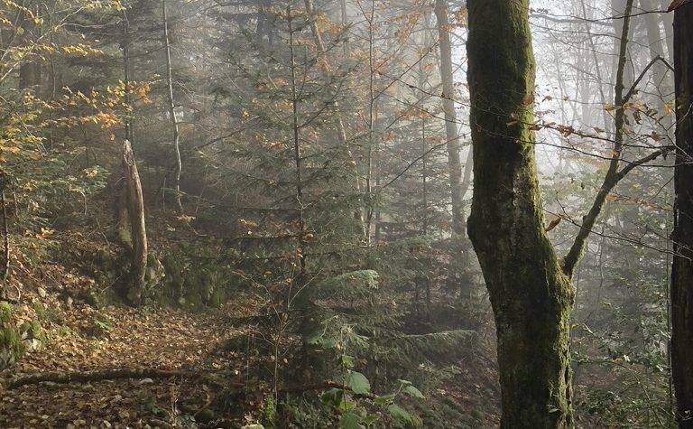 L&#8217;automne au Ménil Guebwiller 0